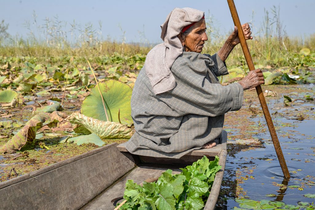 Floating Gardens of Kashmir Image