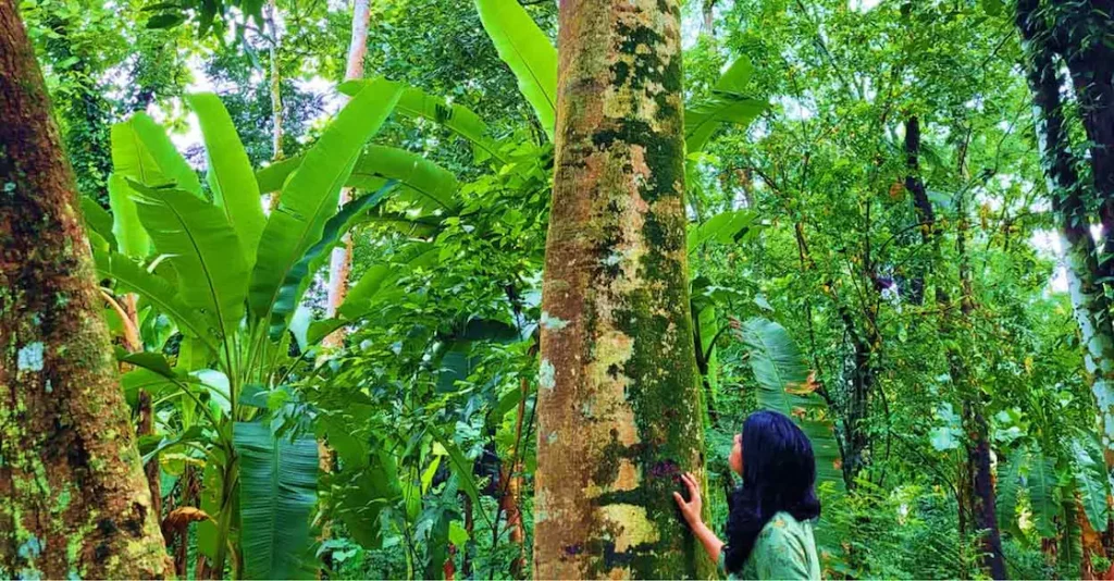 Parambu System of Kerala Image