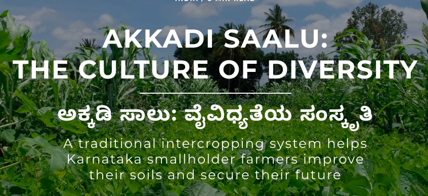 Akkadi Saalu of Karnataka Image